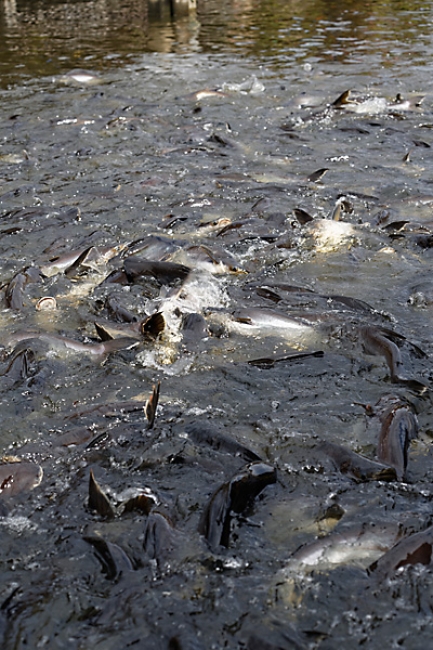 Talin chan-NOV13-153